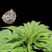 White Noise - Paradise Seeds - W33DFX