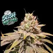 Slush Mint Cake - DP - Bio Tabs NL Grow