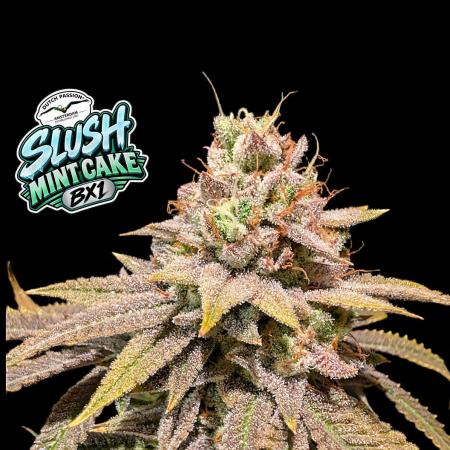 Slush Mint Cake - DP - Bio Tabs NL Grow