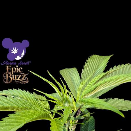 Epic Buzz - Anesia - Bio Tabs NL - VS.