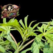 Chocolate Rainbow XXL -Sensi Seeds-BTNL