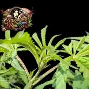 Chocolate Rainbow XXL -Sensi Seeds-BTNL