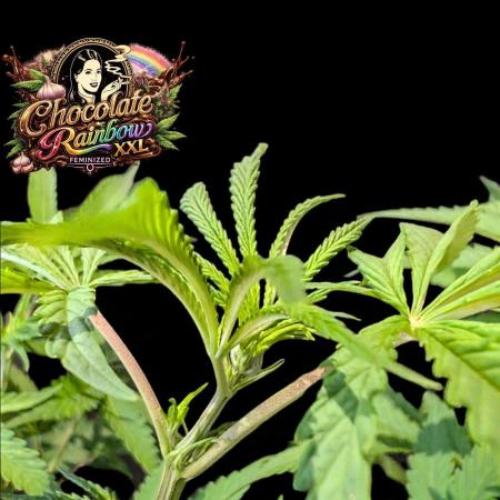 Chocolate Rainbow XXL -Sensi Seeds-BTNL