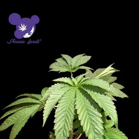 Sleepy Joe - Anesia Seeds - Organic Grow