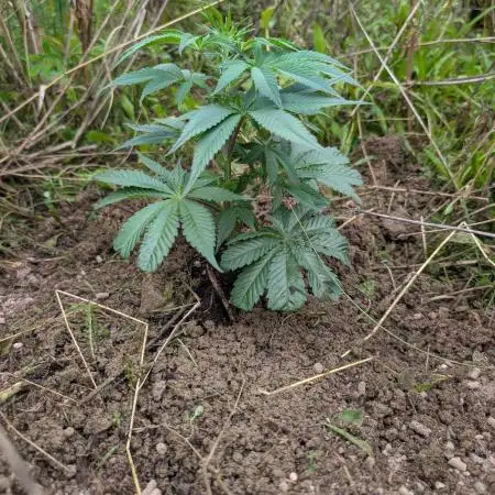 Guerilla Regular Diesel Action - Clone