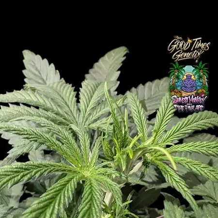 Sunset Monkey-Good Times Genetix-Wdfx