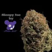 Sleepy Joe - Anesia Seeds - Organic Grow