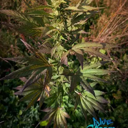 Blue Cream Haze Regular Clone - Guerilla