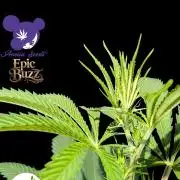Epic Buzz - Anesia - Bio Tabs NL - VS.