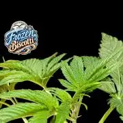 Frozen Biscotti - Dutch Passion - BTNL