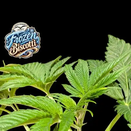 Frozen Biscotti - Dutch Passion - BTNL
