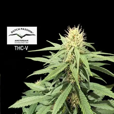 THC - Victory #2 - Sponsored by Biotabs