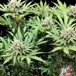 Ice Cream Haze - Dutch Passion Contest