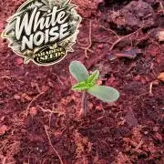 White Noise - Paradise Seeds - W33DFX
