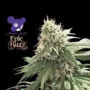 Epic Buzz - Anesia - Weedefix - VS.