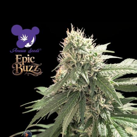 Epic Buzz - Anesia - Weedefix - VS.