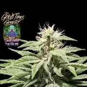 Sunset Monkey-Good Times Genetix-Wdfx