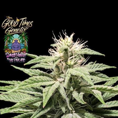 Sunset Monkey-Good Times Genetix-Wdfx