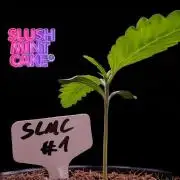 Slush Mint Cake - DP - Bio Tabs NL Grow
