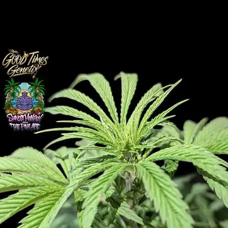 Sunset Monkey-Good Times Genetix-Wdfx