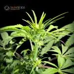 Pink Sunset #2 - Silent Seeds - Organic