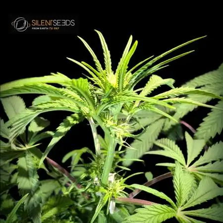 Pink Sunset #2 - Silent Seeds - Organic