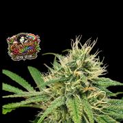 Chocolate Rainbow XXL -Sensi Seeds-BTNL