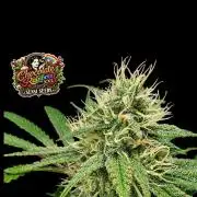 Chocolate Rainbow XXL -Sensi Seeds-BTNL