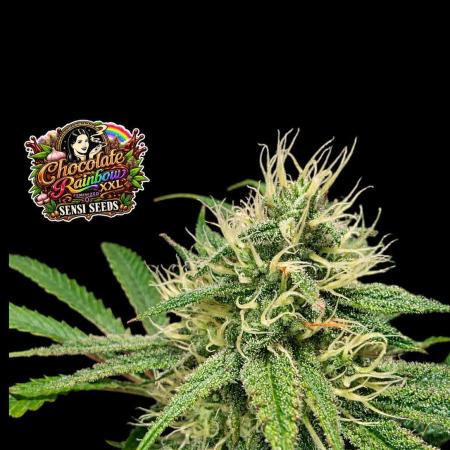 Chocolate Rainbow XXL -Sensi Seeds-BTNL