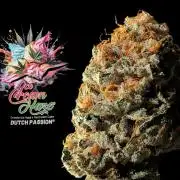 Ice Cream Haze - Dutch Passion Contest