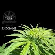 Tetraploid Grow - Endgame - Greendream