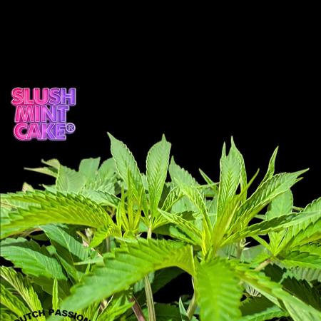Slush Mint Cake - DP - Bio Tabs NL Grow