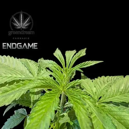 Tetraploid Grow - Endgame - Greendream