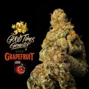 DMO Grapefruit #1 - Good Times Genetics