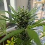 Skywalker OG Auto - Barneys Farm