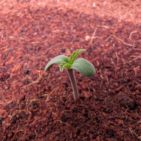 DMO Grapefruit #1 - Good Times Genetics