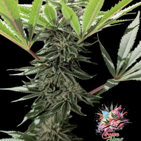 Ice Cream Haze - Dutch Passion Contest