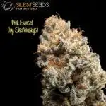 Pink Sunset from Silent Seeds