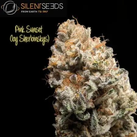 Pink Sunset from Silent Seeds