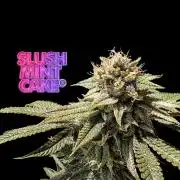 Slush Mint Cake - DP - Bio Tabs NL Grow