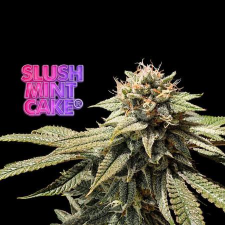 Slush Mint Cake - DP - Bio Tabs NL Grow