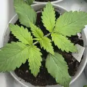 My third grow experience