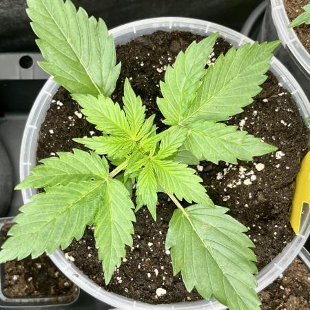 My third grow experience