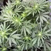 My third grow experience