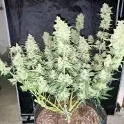 My third grow experience