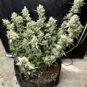 My third grow experience