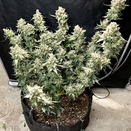 My third grow experience