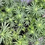 My third grow experience