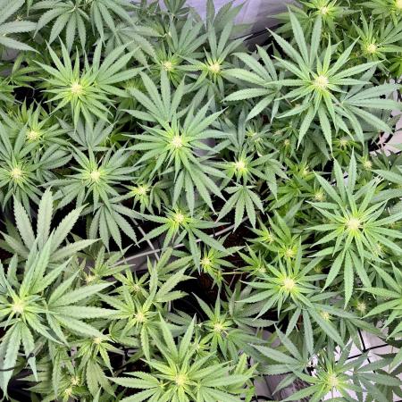 My third grow experience