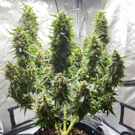 Serious Seeds AK47 - Short overview